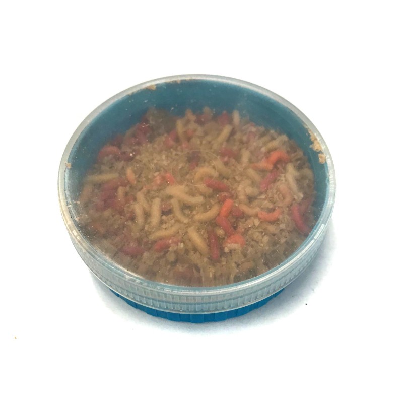 Musės lervos "Pinkos"